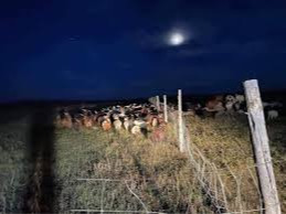 Тусгай хамгаалалттай газар малаа оруулбал 500 мянгаас 5.000.000 хүртэлх мөнгөн дүнгээр торгоно